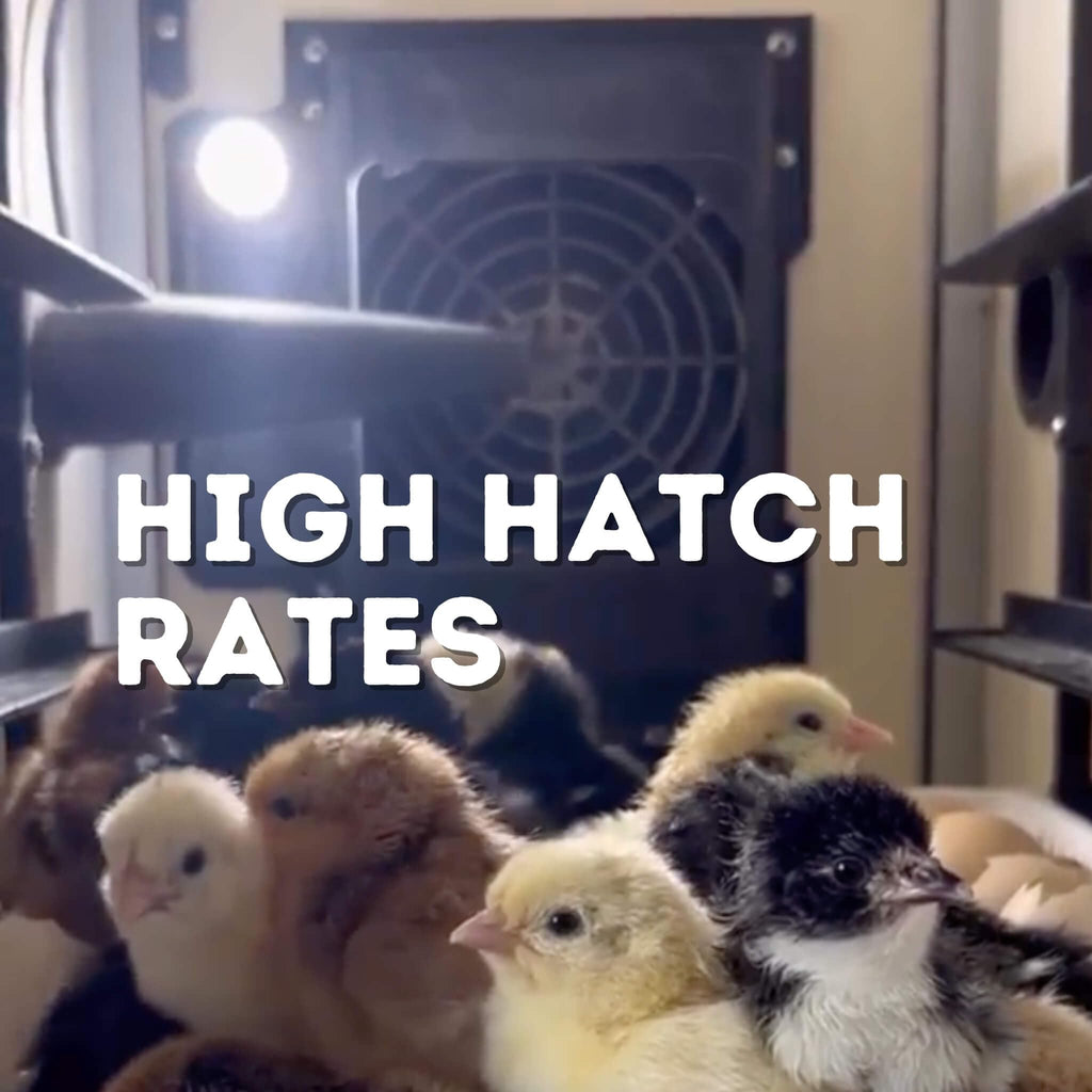 Hatching Time Incubators for Hatching Eggs, CT180SH Egg Setter & Hatcher