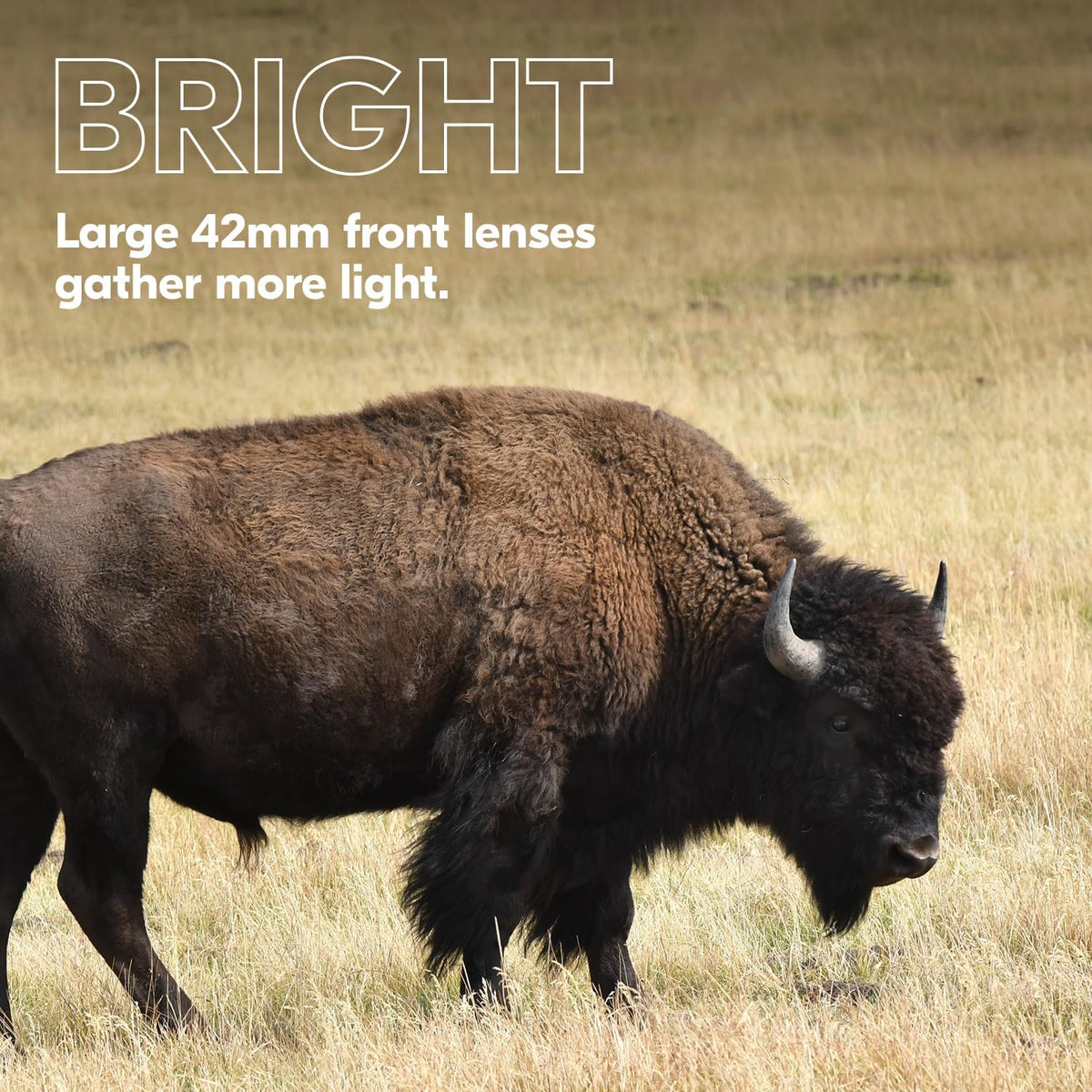 Nikon PROSTAFF P3 10x42 Binocular | Waterproof, fogproof, rubber-armored Full-Size Binocular, wide field of view & long eye relief | Official Nikon USA Model