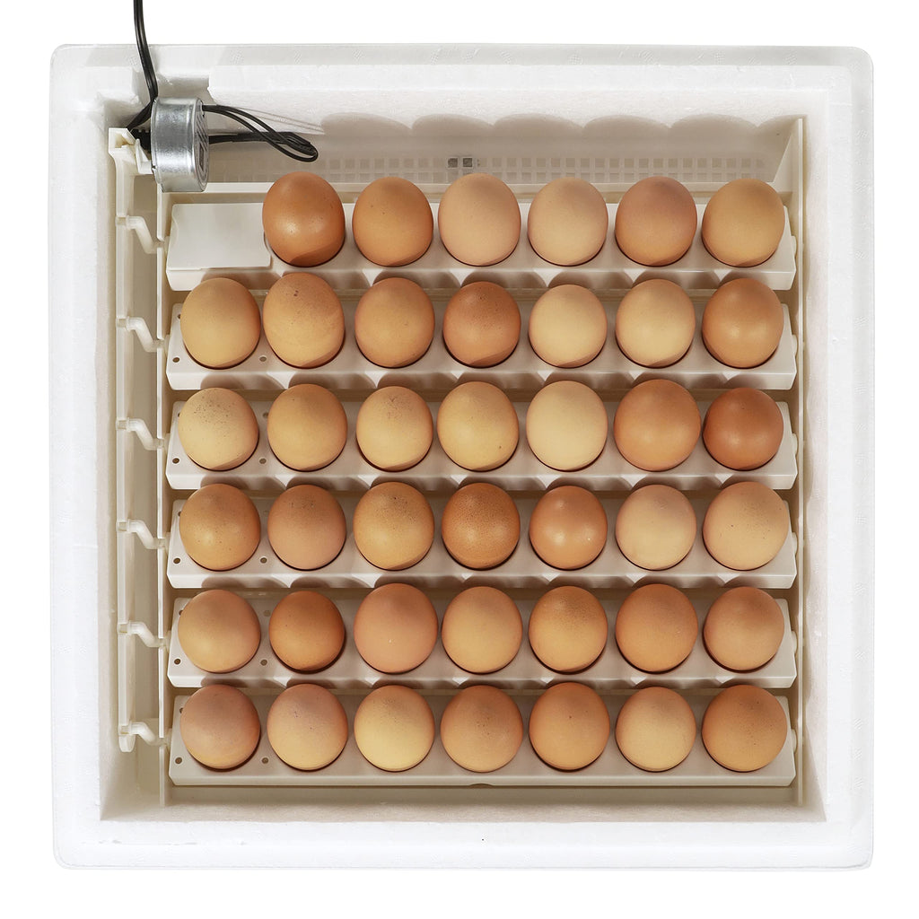 Farm Innovators 41 Egg Digital Circulated Air Incubator, Auto Turner, White